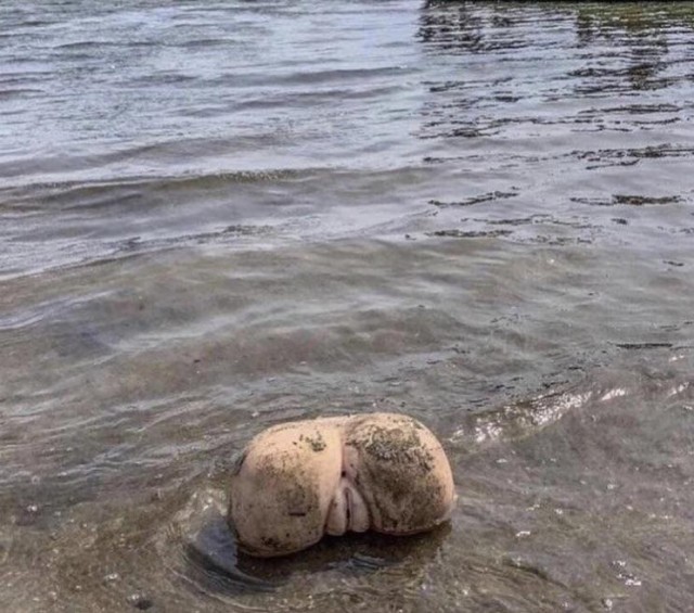 Понеслась