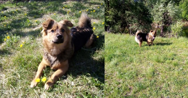 Подборка диких помесей собак