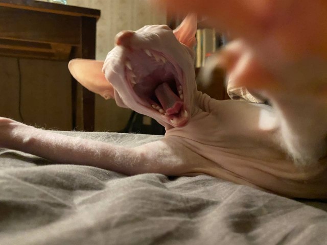 Вторник. Котэ. Пора