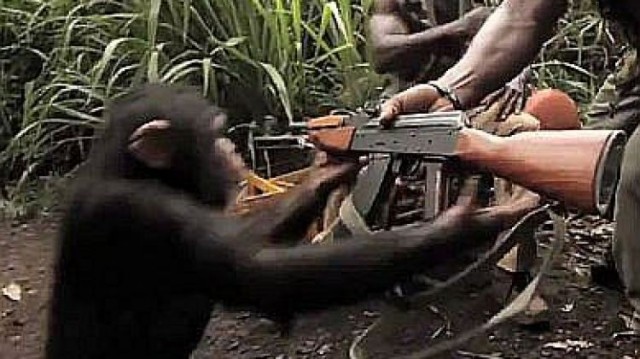 Четырёхлетняя жестокая война обезьян 1970-х годов: что могло быть причиной внезапной вражды?