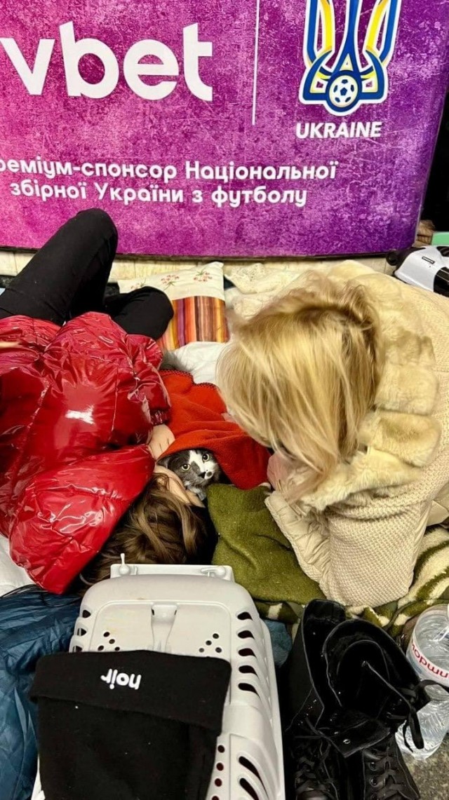 Грустные животные в киевском и харьковском метро спасаются вместе со своими хозяевами