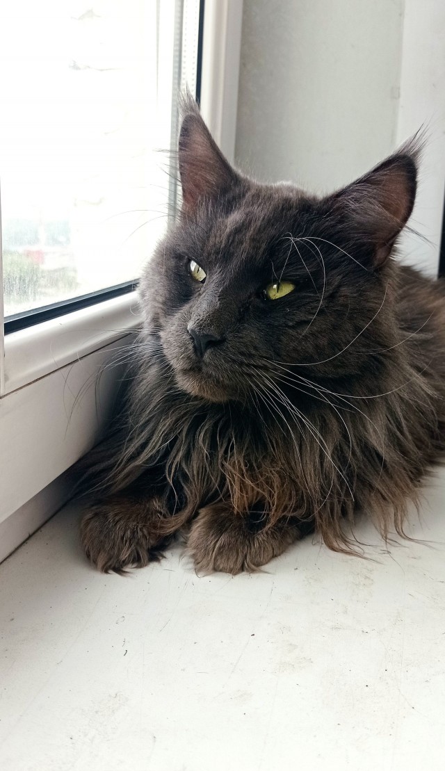Котики не имеют национальности!!