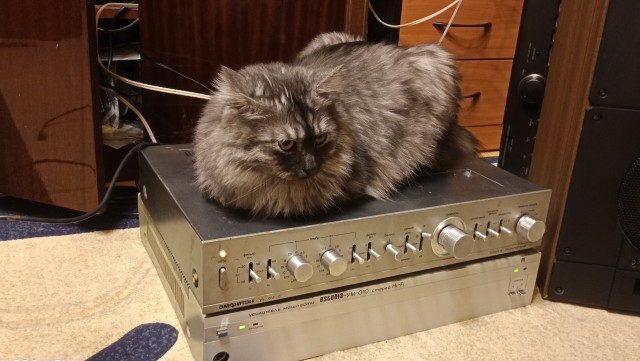 С праздником и котофторником!