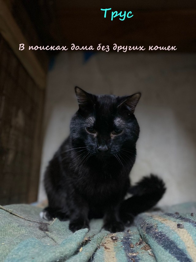Жизнь домашнего приюта "Котоленд" 334