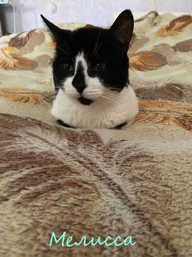 Жизнь домашнего приюта "Котоленд" 345