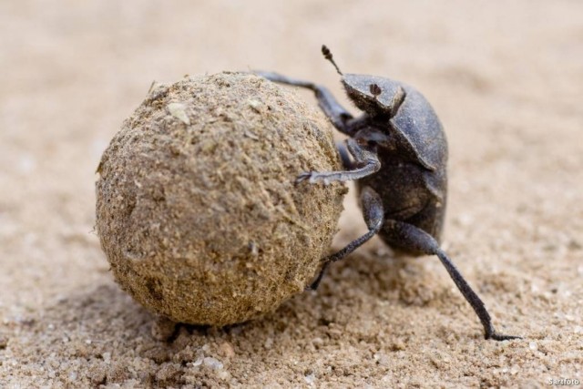 Очень странные шары: в лесах Сочи жители обнаружили огромные металлические сферы