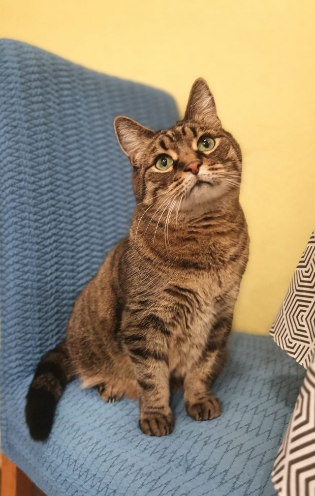Мой котовторник