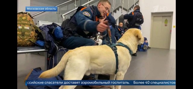 В Турции пёс помог найти под завалами пятерых людей
