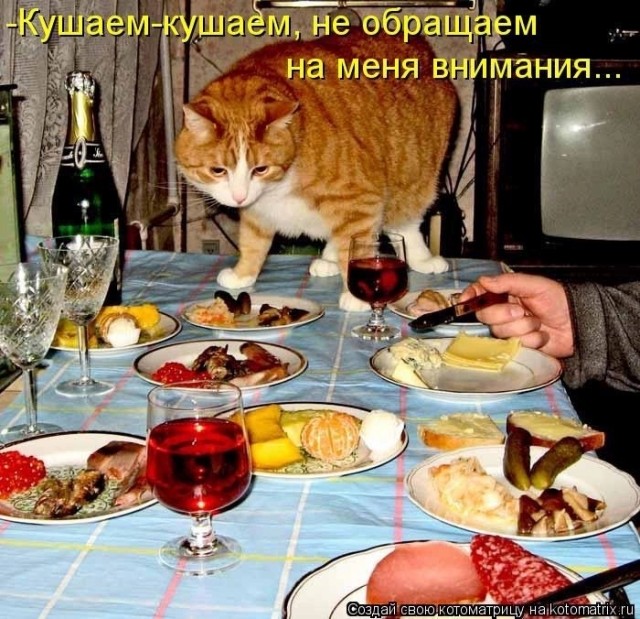 Весёлый полтишок 08.07.23