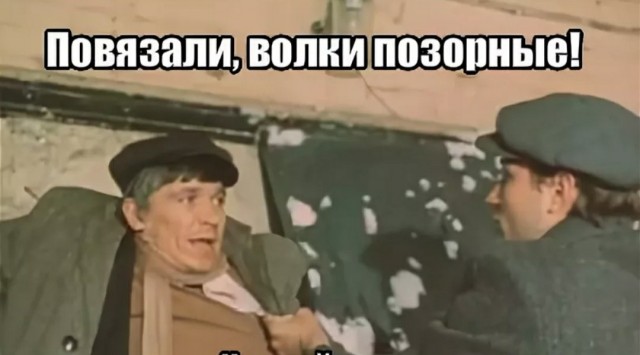 Эпопея со сбежавшим в А/П "Внуково" котом закончилась