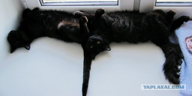 Котовторник 16.04.2013