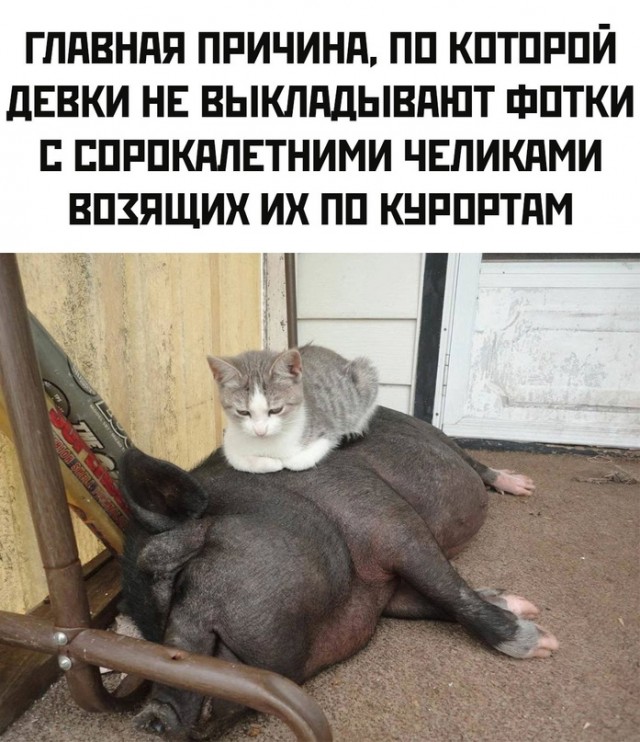Весёлый полтишок 01.11.23