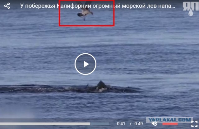 Хоть и морской, но лев