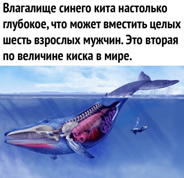 Забавные картинки, шутки из этих ваших интернетов