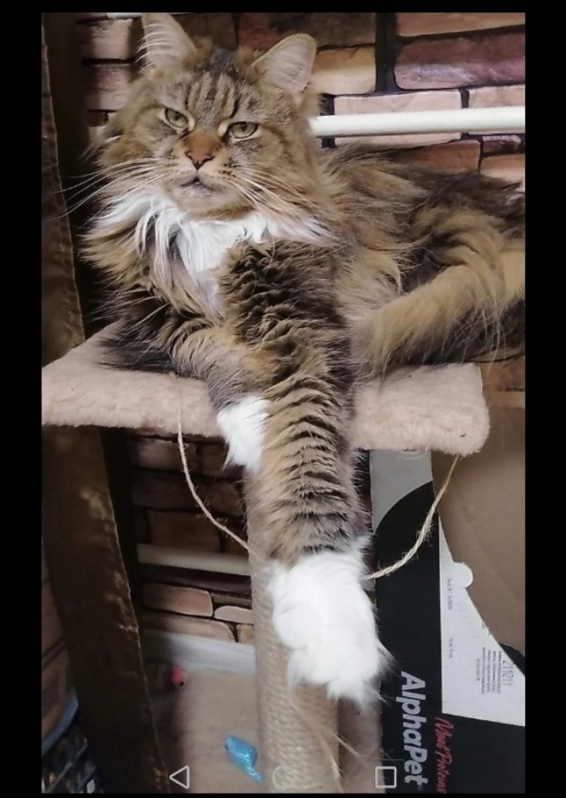 Котик Мейн-кун