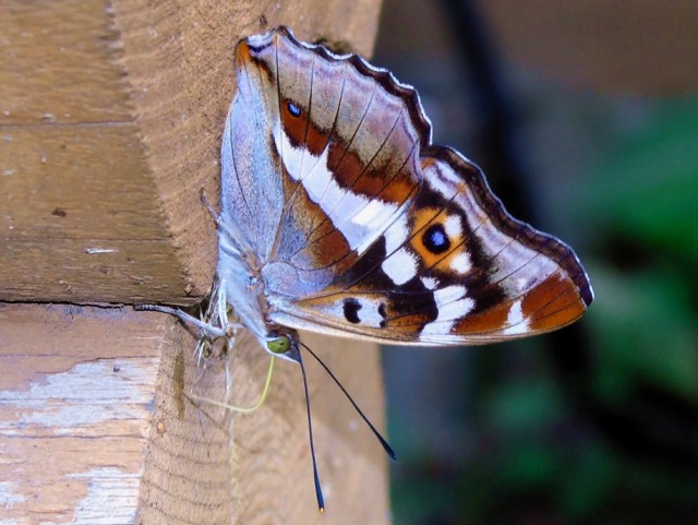Немного насекомых красок лета в ленту