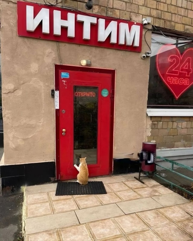 Весёлый полтишок 03.01.25