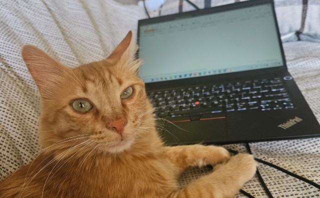 Кот прыгнул на ноутбук