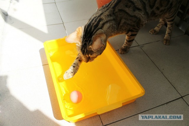 О бенгальских котах на наглядном примере