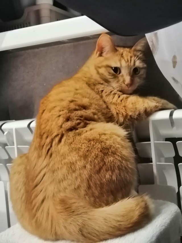 К котовторнику