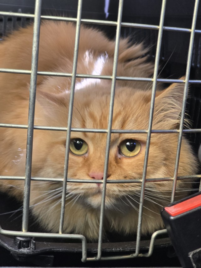 Подстригли кота?