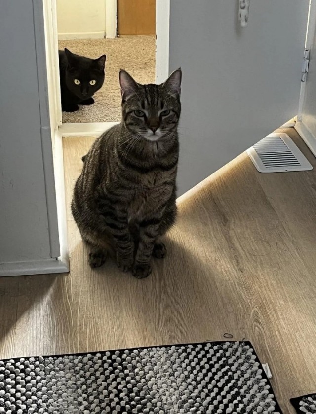 Кошки в санузле.