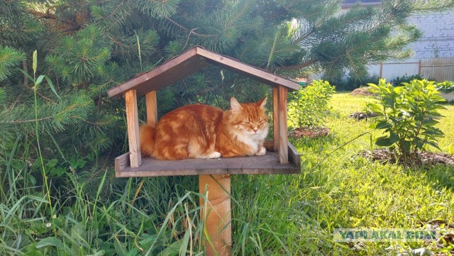 К предстоящему котовторнику