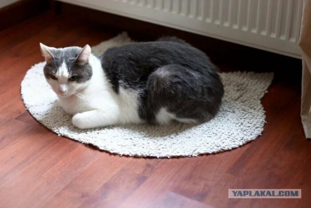 Кость широкая