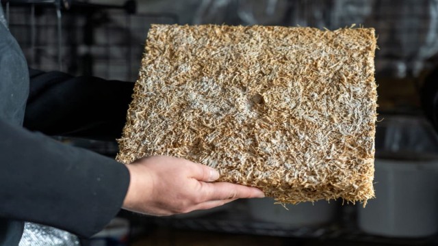 Грибы вместо пенопласта: Немцы создали экоизоляцию