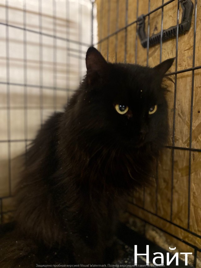 Жизнь домашнего приюта "Котоленд" 520