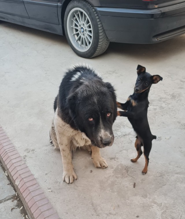 Опасный тип