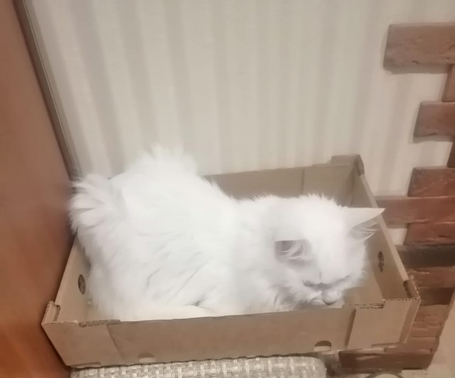 Мой кот