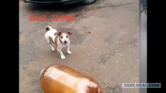 Два сверхразума испортили Бобика.