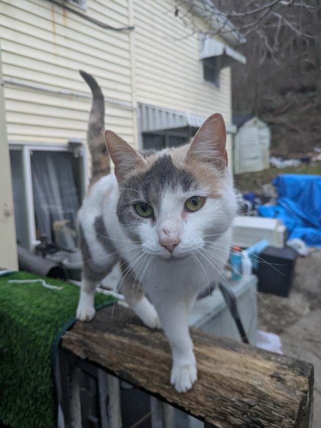 Трёхцветная кошка однажды просто пришла и потребовала её кормить и гладить