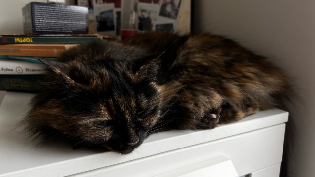 17 лет Коту ( примерно)