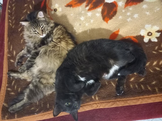 К котовторнику: подборка картинок-баянов с котиками и про котиков. Выпуск 33..
