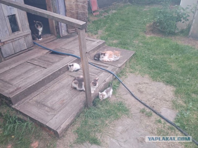 Жизнь домашнего приюта для котеек 578