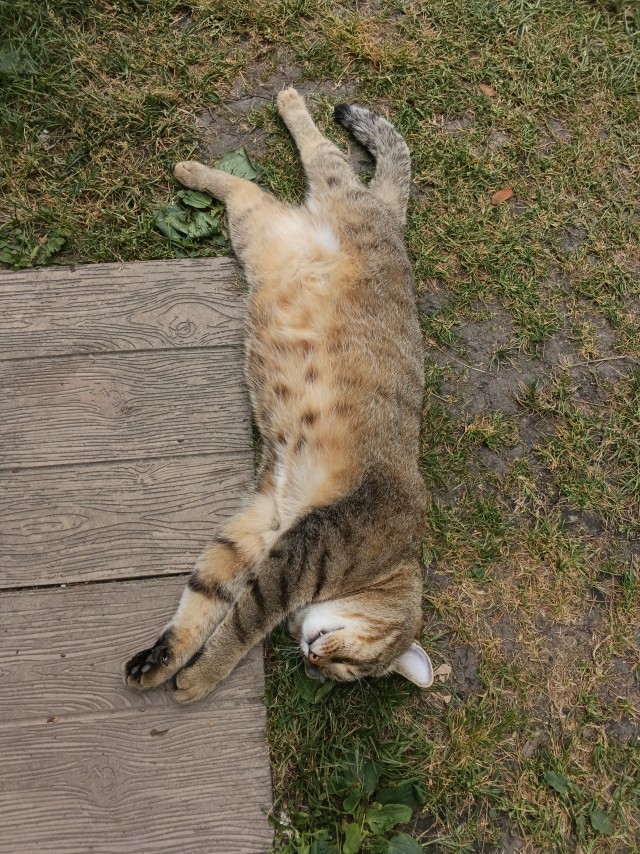 Мой котик