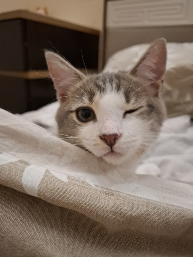 К котовторнику: знакомтесь: Сёма