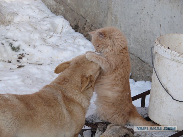 Польза от котов