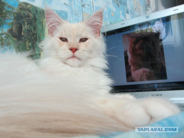 С Котовторником!