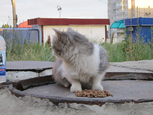 Котовторник 24.06.2014