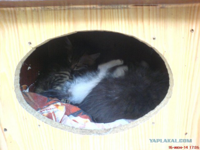 Котовторник 24.06.2014
