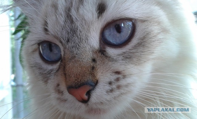 Котовторник 01.07.2014