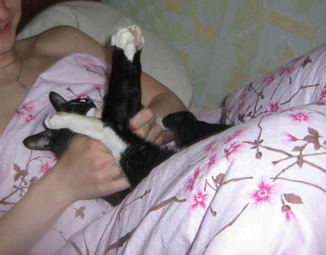 Котовторник 01.07.2014