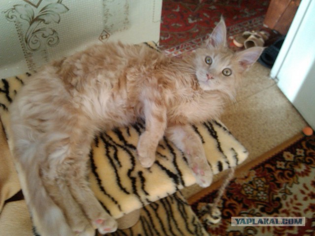 Котовторник 26.08.14.
