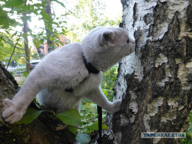 Котовторник 30.09.2014