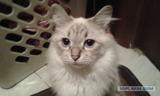 Котовторник 11.11.2014