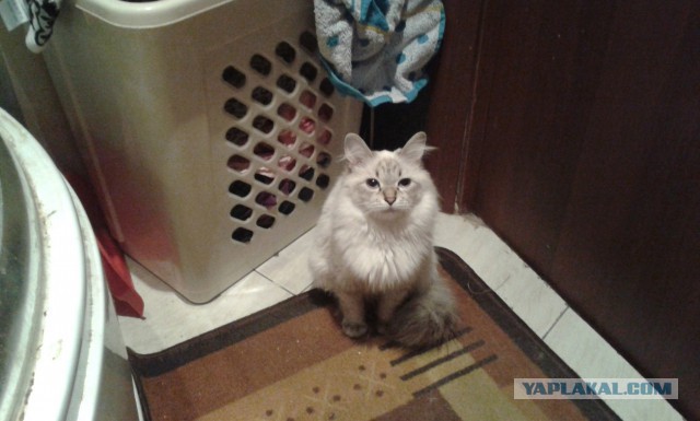 Котовторник 11.11.2014