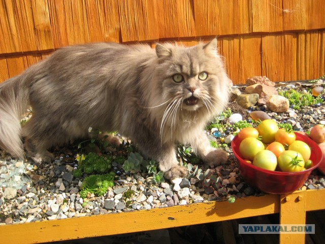 Котовторник 2.12.14